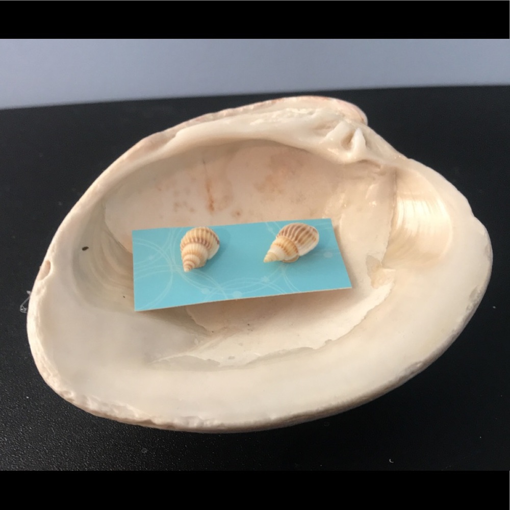 Seashell earrings